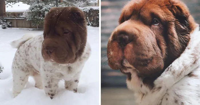 Our Shar-Pei Looks Like A Mix Of A Bear And A Dog!