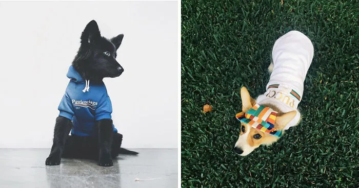 Clothes Are Being Created For Dogs And The Result Is Stunningly Cute