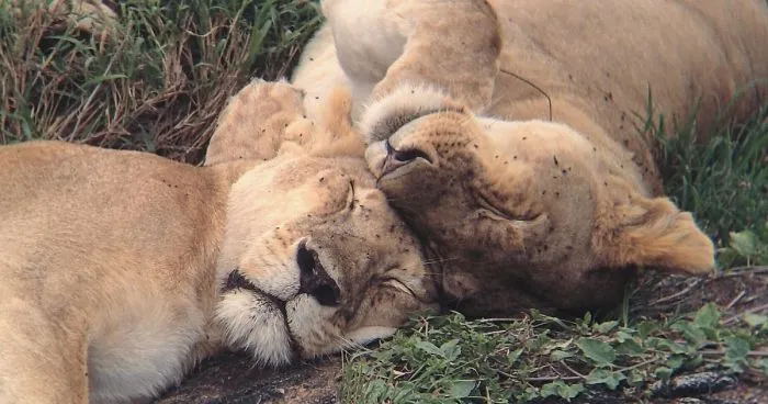 I Went On A Safari And Only Used My Smartphone To Take These Pictures!