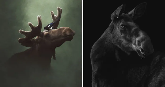Deep Souls: We Portray Different Personalities Of Animals
