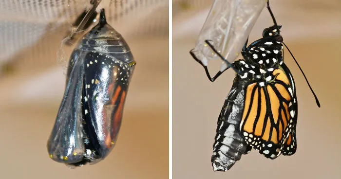 Monarchs Butterflies: A Cycle Of Life