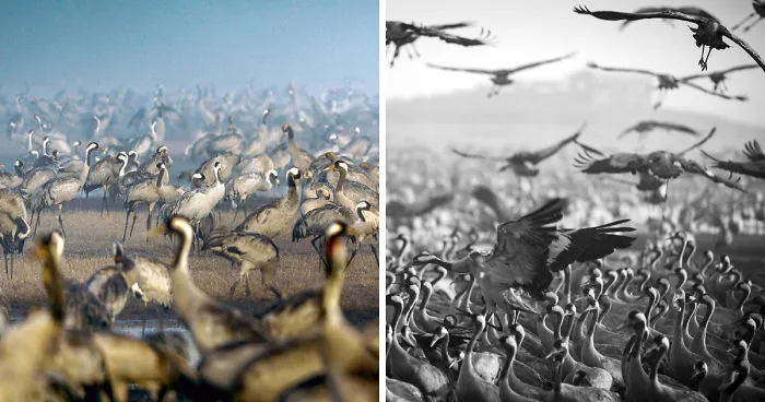 Photographing The Cranes Migration