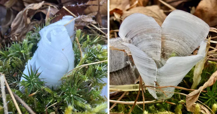 Elsa, Eat Your Heart Out!  These Frost Flowers Are Real Material For A Frozen Fantasy