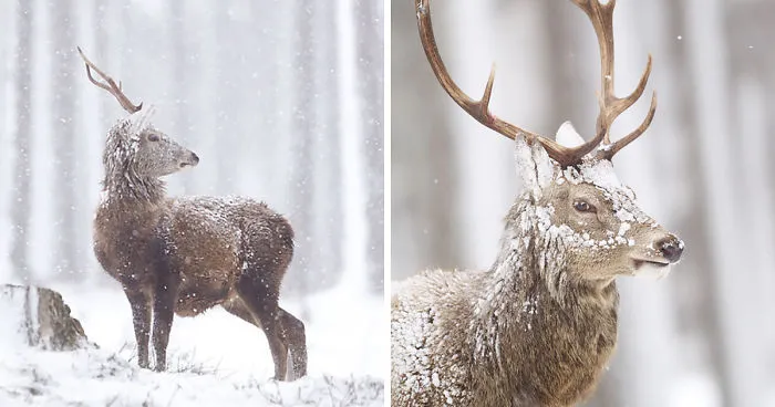 The Magnificent Deer Of Scotland In Winter By John Betts