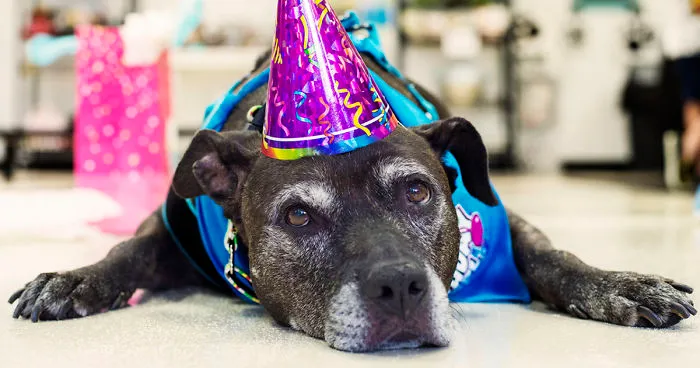 Senior Dog With Terminal Cancer Wins $35k For Rescue That Saved Her