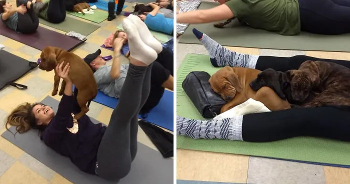 Puppy Pilates, The Training Trend That Will Leave You Wanting To Enroll Immediately