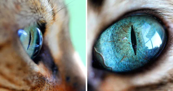 Fascinating Photographs Of Cat's Eyes By Tina Engstrøm Grytdal