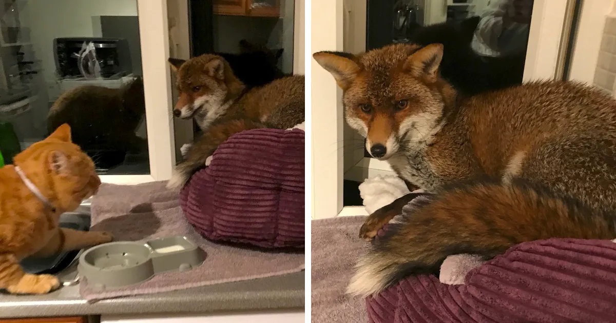 Una mujer encuentra a un zorro durmiendo en la cama de su gato, se sorprende por cómo actúa