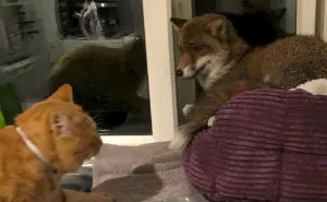Woman Finds Fox Sleeping In Her Cat’s Bed, Gets Surprised By The Way It Acts