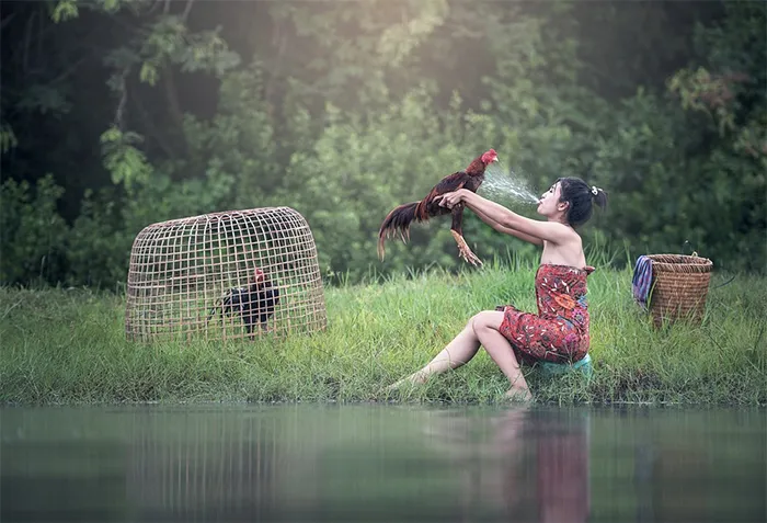 Mujer escupiéndole a un gallo