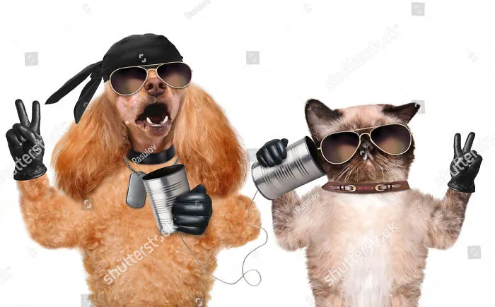 Cat and dog wearing biker gear and using tin can phone