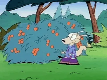 Rocko cogiendo "bayas"