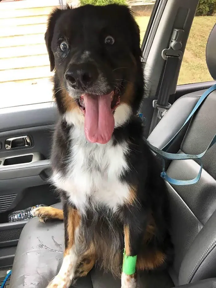 Wife Sent This After Picking Up Our Dog After Surgery Today. Says He's "Still Under The Influence."