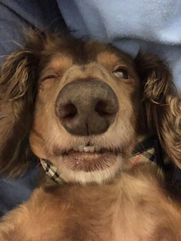 Our Dachshund Hurt His Back, So The Vet Gave Him Muscle Relaxers. High As A Kite