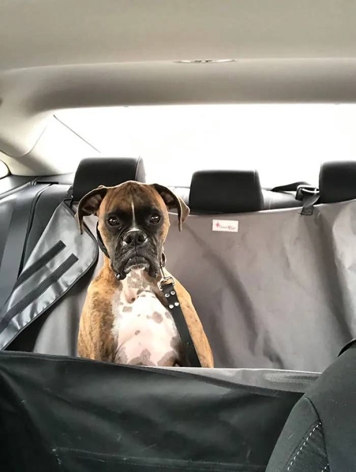 Thousand-Mile Stare After The Vet. Just A Vaccine Update. He's Being Dramatic
