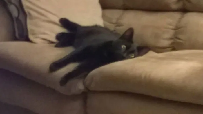 My Cat, Bagheera, After He Was Fixed. He Was So Stoned He Was Rubbing His Face On The Cat Carrier Cage The Whole Way Back. Here He Is, Still Tripping Balls After Getting Home