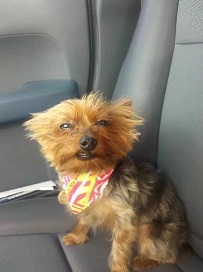 Picked My Dog Up From The Vet And She Was Still A Little High From The Anesthesia. Couldn't Help But Take A Photo Of Her