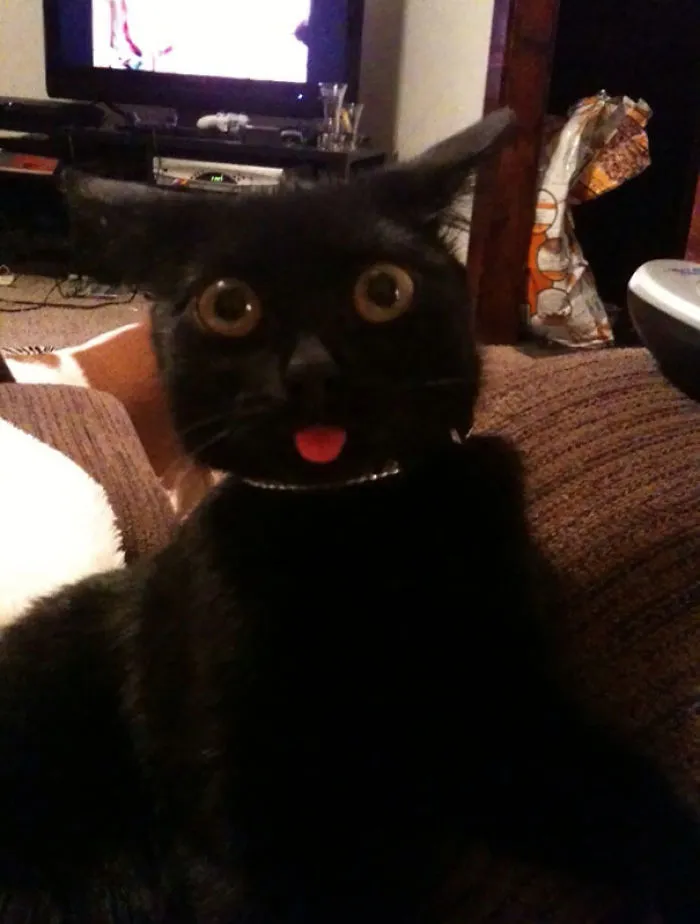 My Cat Woke Up From Anesthesia Once Too