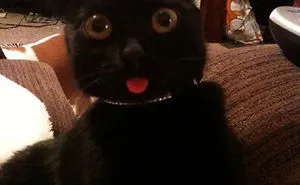 50 Pets Who Just Came Back From The Vet, And Their Expressions Say It All