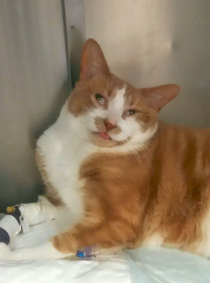 Cheddar Was Drugged Up At The Vet The Other Day