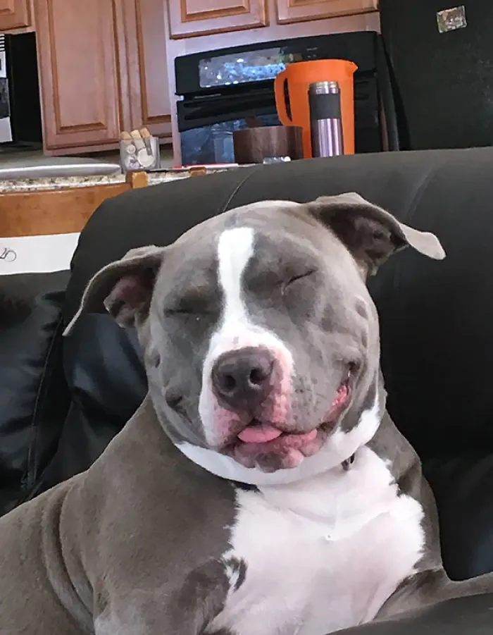 Coming Home From The Vet, Time To Nap