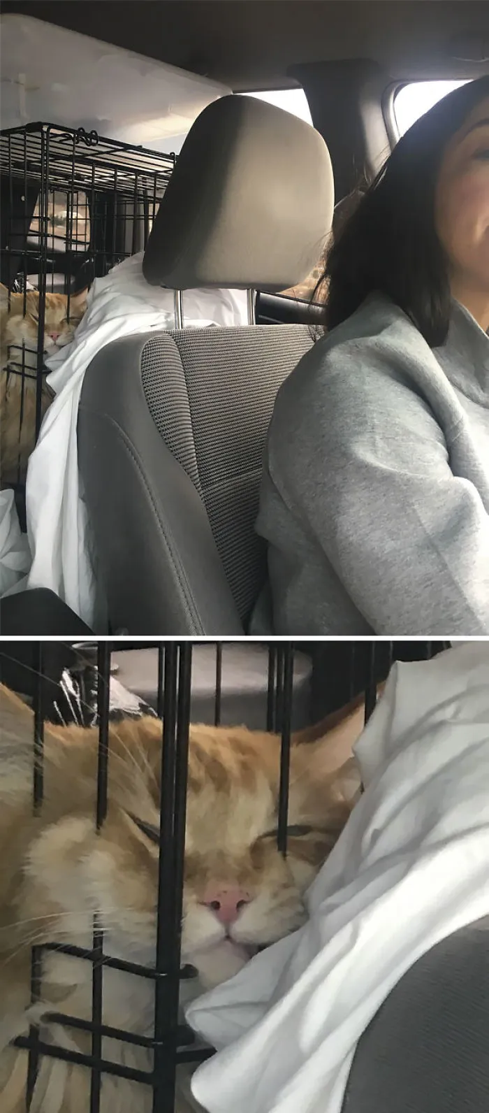 Here’s My Cat, Bonaparte, Enjoying His High On Meds From The Vet For Our Cross Country Drive