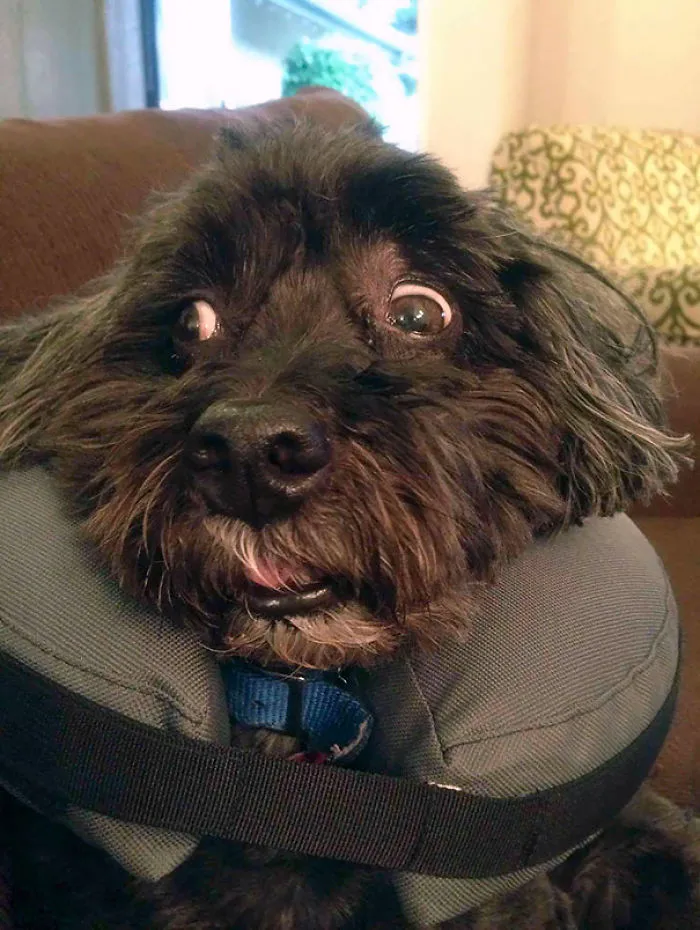 "Is This Real Life?!" My Dog Super High After Coming Home From Surgery