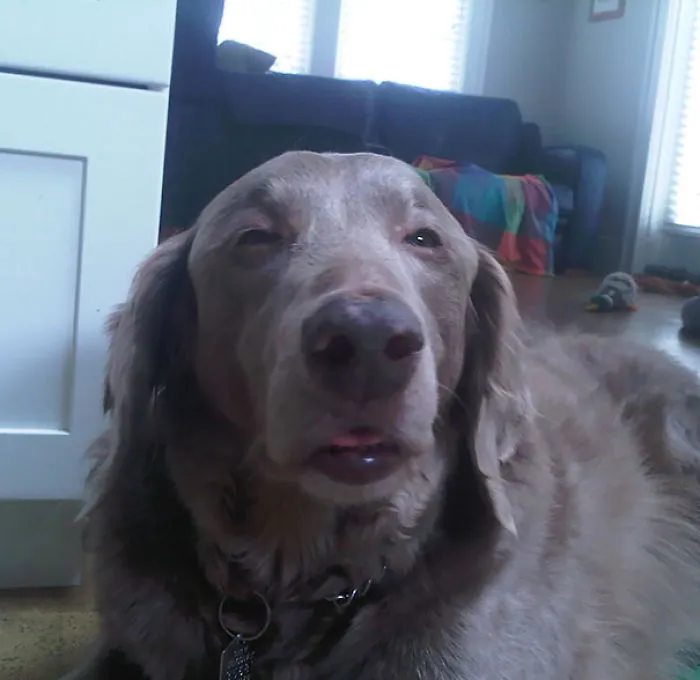 My Dog Just Got Out Of Surgery. I Think He Might Still Be High From The Anaesthetic