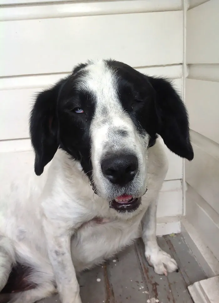 So, My Dog Had To Get Surgery And Now He's Drugged Up. I Should Feel Sorry For Him But I Can't Stop Laughing