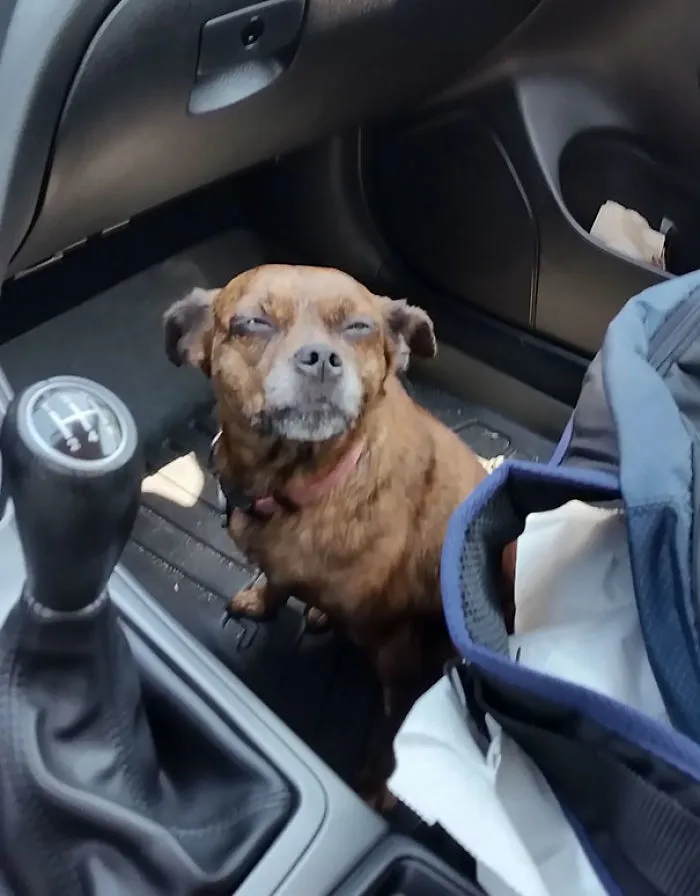 My Dog So High After A Dental Cleaning