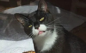 50 Pets Who Just Came Back From The Vet, And Their Expressions Say It All