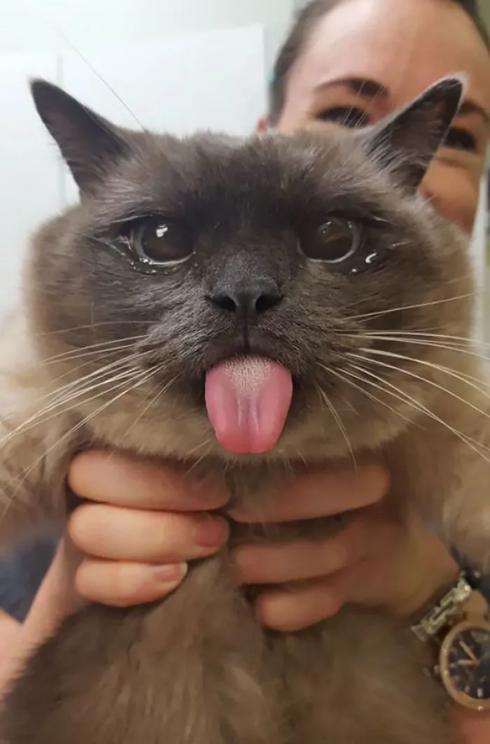 Our Vet Couldn't Resist Taking A Picture Of Stanley After He Woke From His Surgery! (He Is Healthy And Ok Now!)