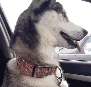 Cuando te llevan al veterinario en vez de al parque
