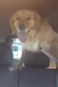 Entonces se dio cuenta de que estaba en el veterinario