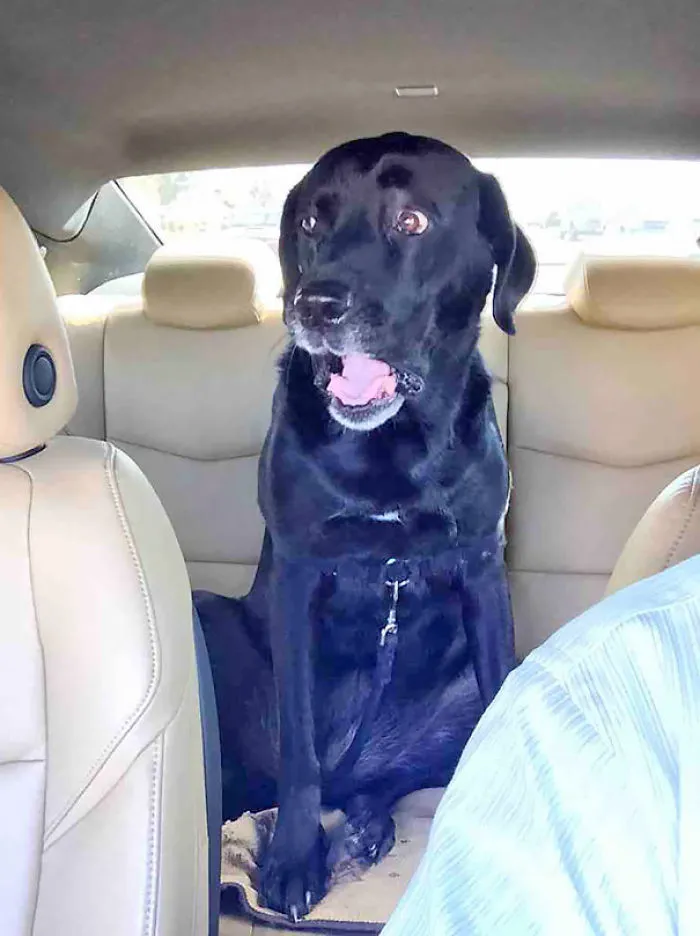 Taking A Different Route To The Vet Worked. Until We Turned The Corner