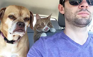 58 Hilarious Moments When Dogs Realized They Were Going To The Vet Instead Of The Park