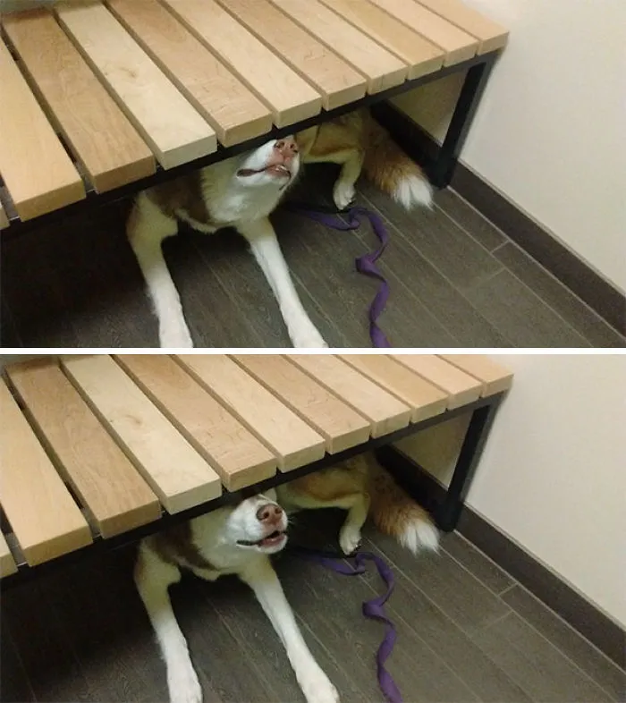 Típica visita al veterinario