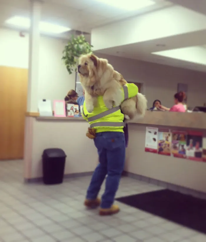 Saw This At The Vet's Office A While Back