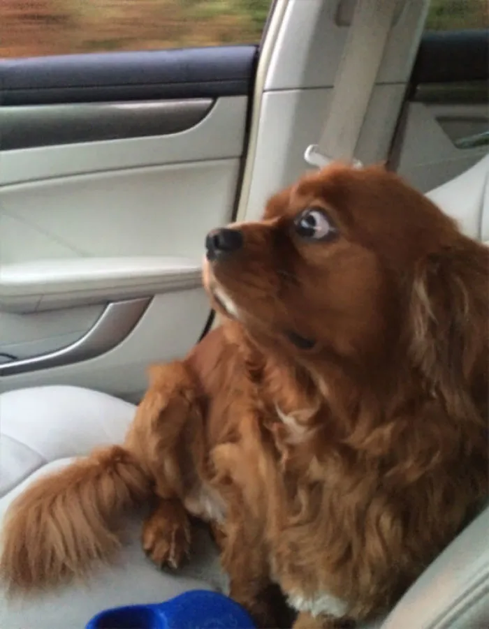 Lo llevo al veterinario para castrarlo y creo que lo sabe