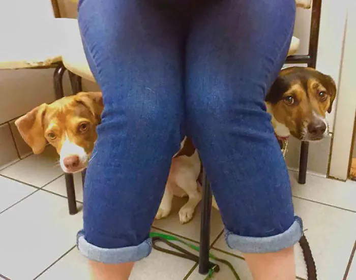 El veterinario dice que toca vacuna