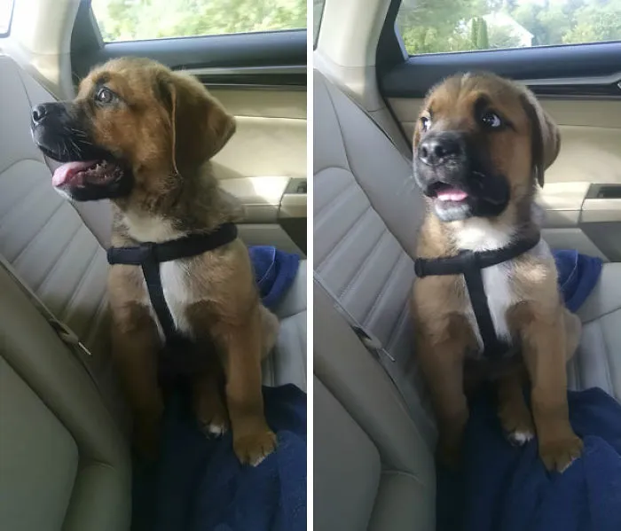 Oh qué bien, vamos en coche... Espera un momento...