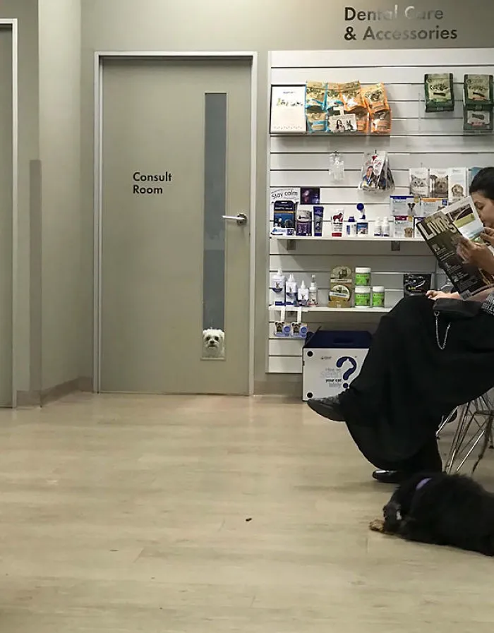 Mi perro tiene hoy cita en el veterinario