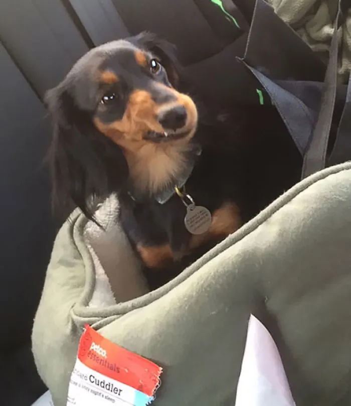 Así me miró cuando le pregunté si quería ir al veterinario