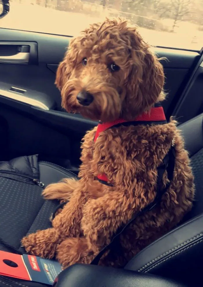 ¿Cómo saben que los llevo al veterinario si nunca les digo nada?