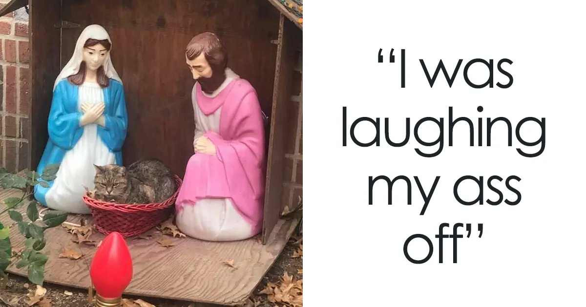 Everyone Can't Stop Laughing After This Grumpy Cat Crashed A Nativity Scene In NYC