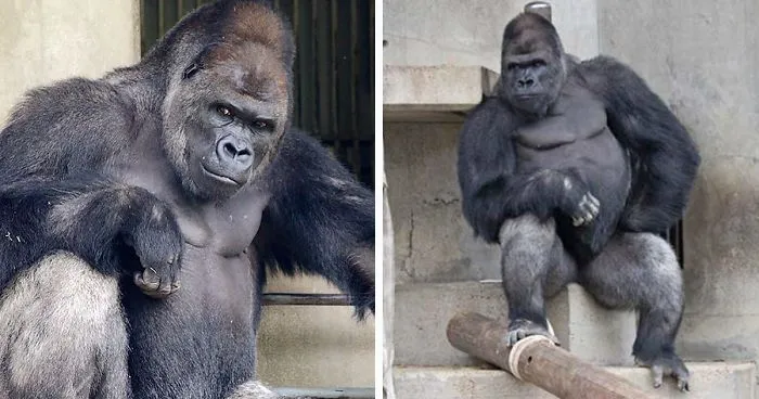 People Are Comparing This Ridiculously Photogenic Gorilla To George Clooney And We Can’t Handle It