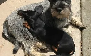 Tilly And Leo