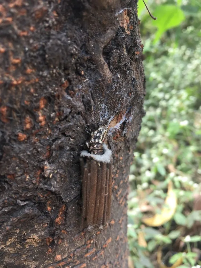 Wooden Insect