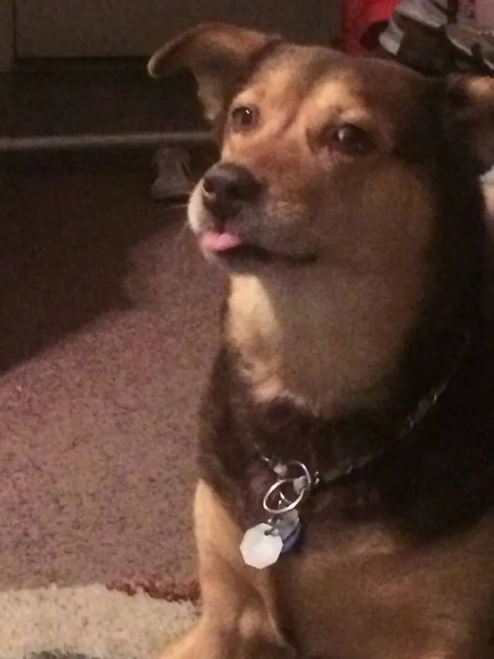 Dog Sticks Out