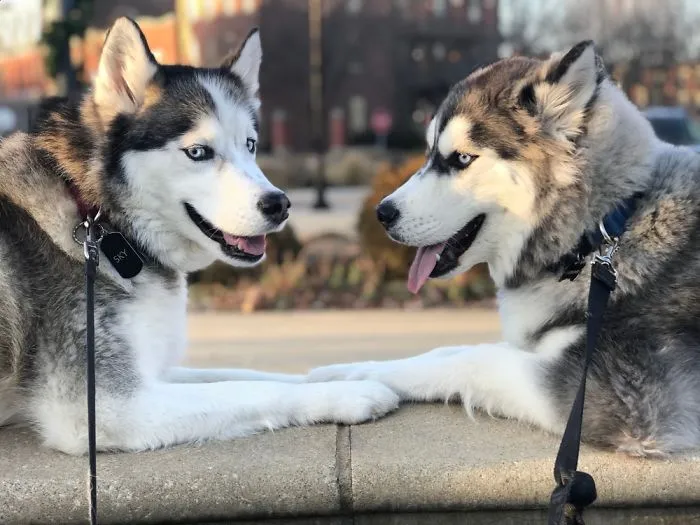 Adorably Plotting